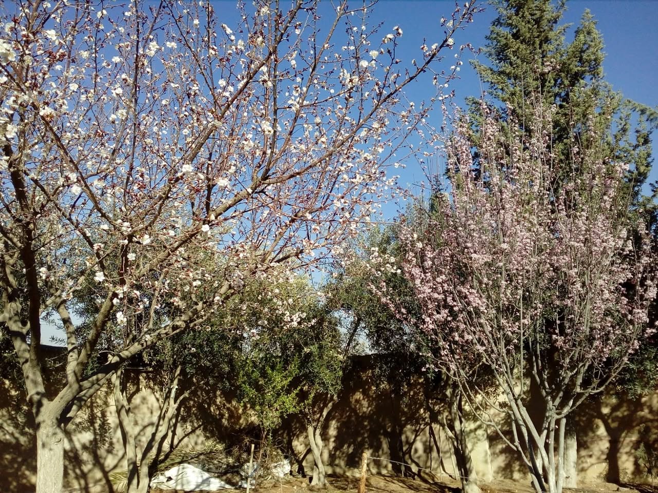 للبيع بيت ريفي مع مزرعة - عمان