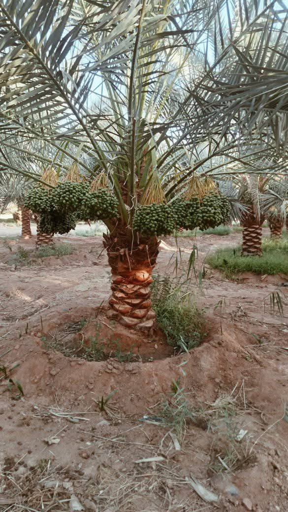 مزرعة نخيل مثمر للبيع في براحي مع مختلف الأطوال المتاحة - 2