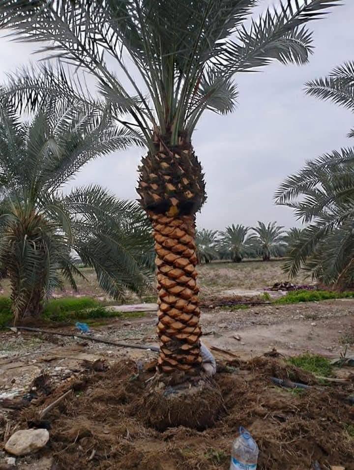 نخيل للبيع في الغور الكرامة - فرصة رائعة لامتلاك شجرة جميلة