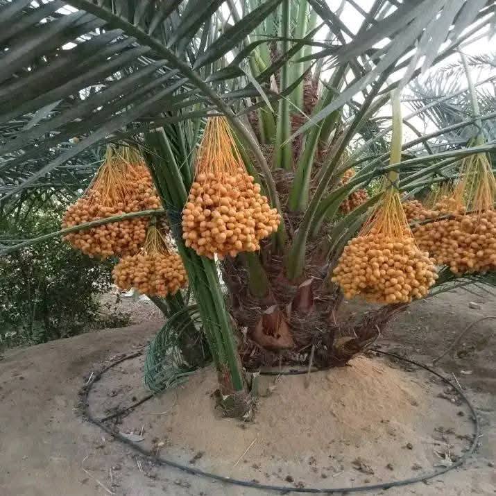 مزرعة نخيل مثمر للبيع في براحي مع مختلف الأطوال المتاحة